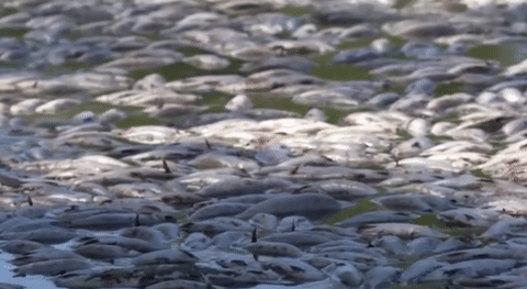 Cá chết dày đặc gây ô nhiễm sông tại Australia
