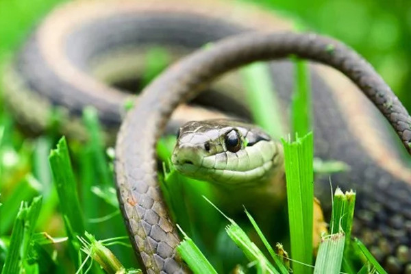 Người đàn ông cầm theo đầu con rắn đến viện sau khi bị cắn vào tay