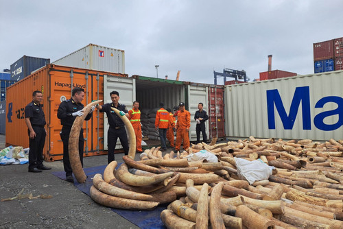 Phát hiện container chứa 7 tấn ngà voi nhập lậu từ châu Phi