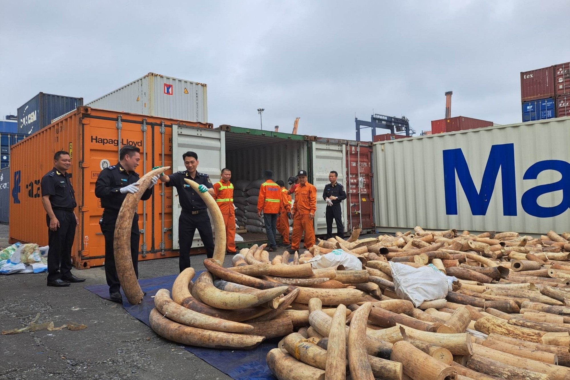 Phát hiện container chứa 7 tấn ngà voi nhập lậu từ châu Phi