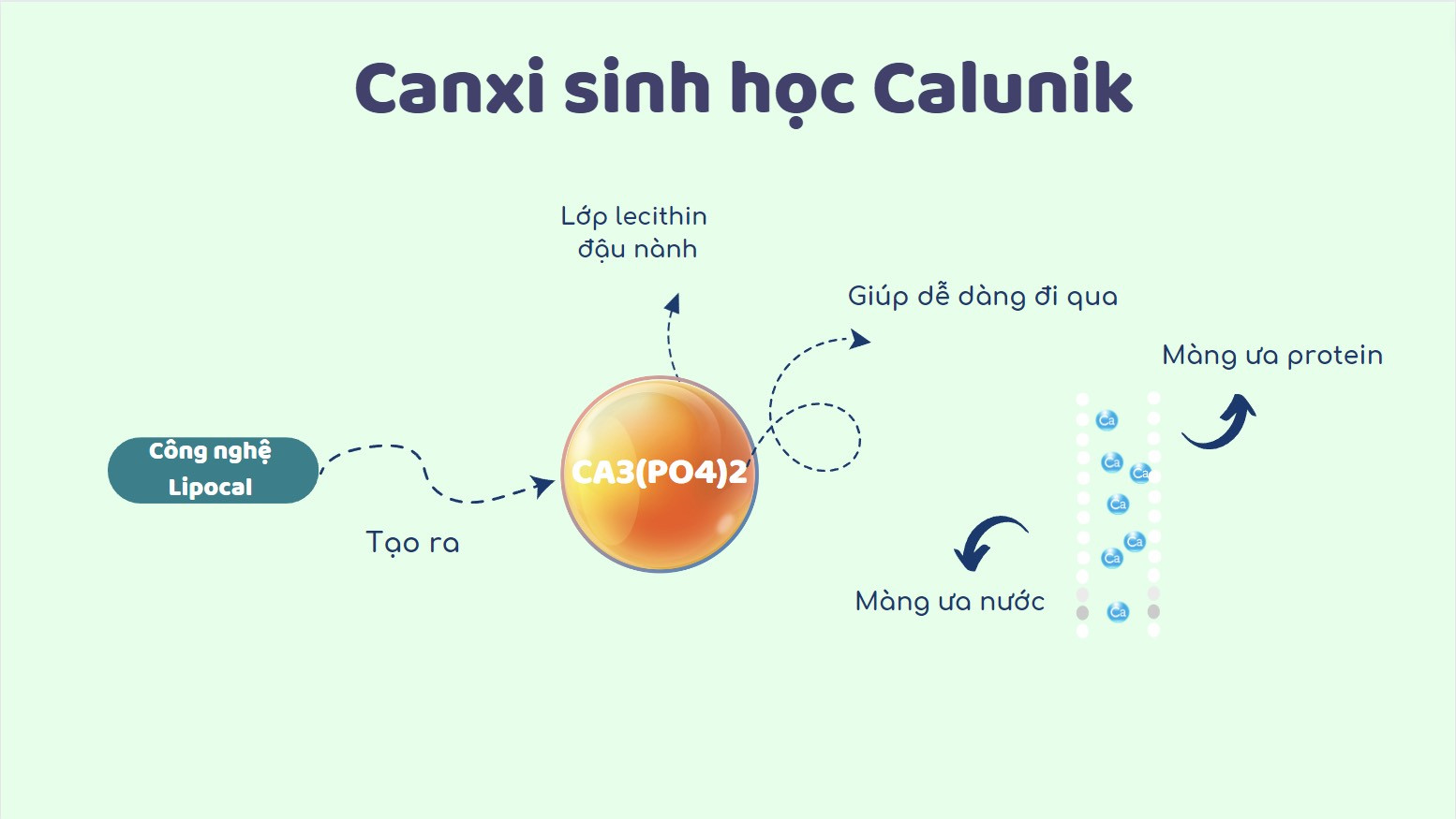 Lợi ích tuyệt vời của canxi sinh học với sự phát triển của trẻ