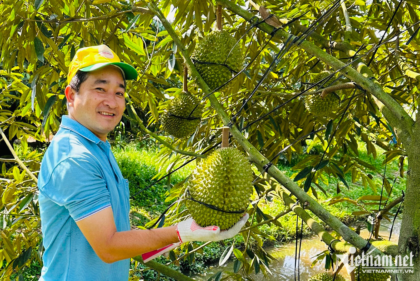 Sầu riêng ngon nhất thế giới trồng tại Việt Nam: 900 nghìn/kg