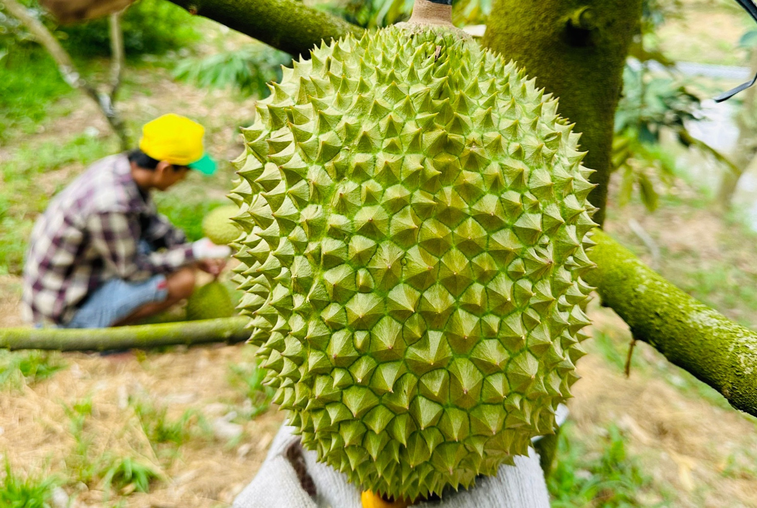 Sầu riêng ngon nhất thế giới trồng tại Việt Nam: 900 nghìn/kg, chờ nửa tháng mới có hàng