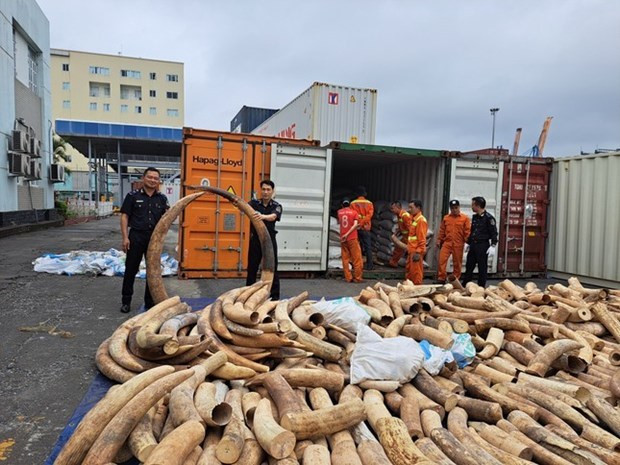 Record haul of smuggled ivory seized in northern port city hinh anh 1