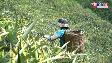 Cần Thơ: Ngày càng nhiều chợ huyện thanh toán không dùng tiền mặt