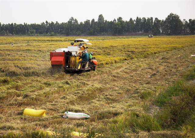 Agricultural authorities draft plan to grow one million hectares of low-carbon rice