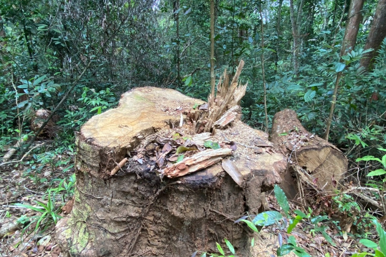 Khởi tố nhóm đối tượng tàn phá rừng già Sơ Pai