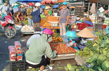 Traders' frauds cause losses to Dalat's strawberry farmers
