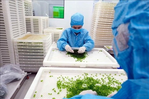 VN pharma companies urged to invest in R&D, improve competitiveness