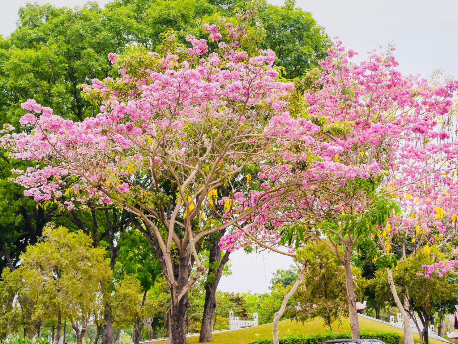 Đường hoa kèn hồng ở Đồng Nai bung nở rực rỡ, đẹp như 'phố Nhật thu nhỏ'