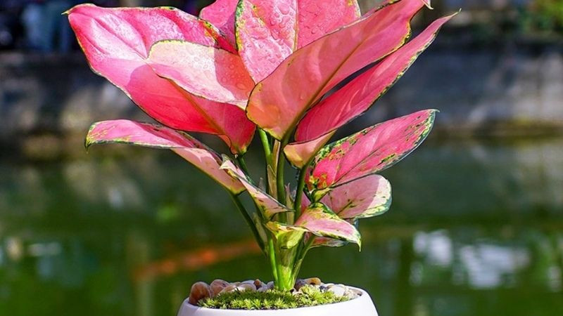 Cây phong thủy cho gia chủ mệnh Thủy chiêu tài, gặp may mắn