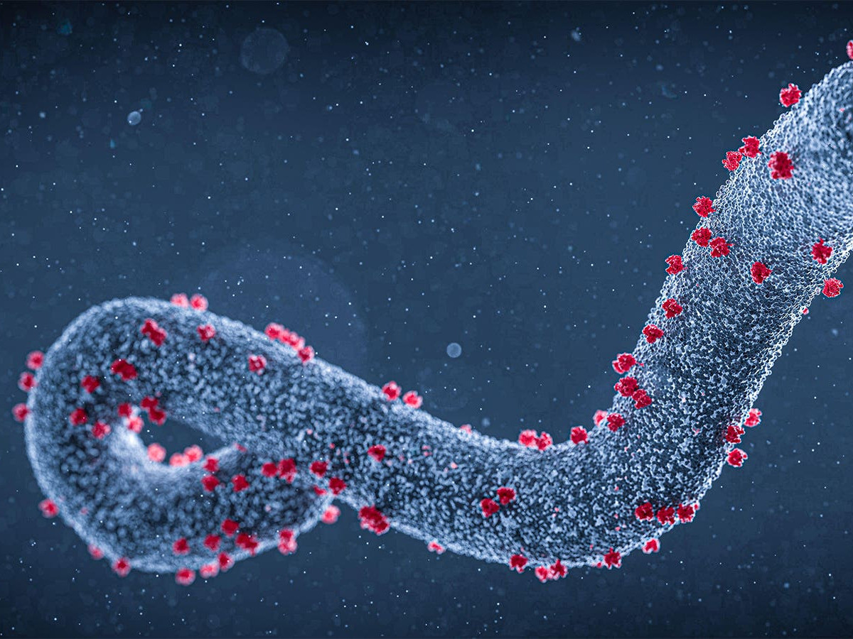 Những điều cần biết về virus Marburg gây bệnh truyền nhiễm có tỷ lệ tử vong cao