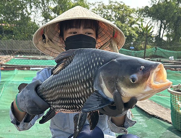 Nuôi cua biển trong hộp nhựa, nuôi cá quý hiếm trong bè thu lãi lớn