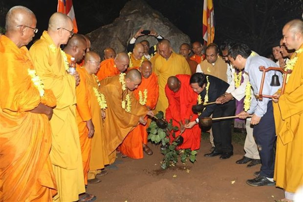 Sapling from world's longest-living Bodhi tree planted in Bai Dinh pagoda hinh anh 1
