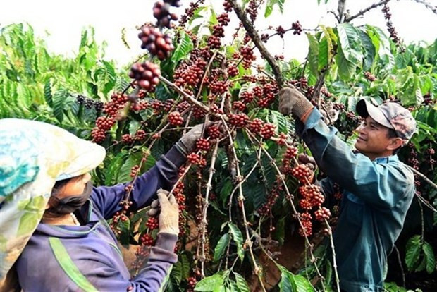 Coffee exports to Netherlands enjoy three-digit growth hinh anh 1