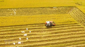 2023 set to be favourable for Vietnamese rice enterprises