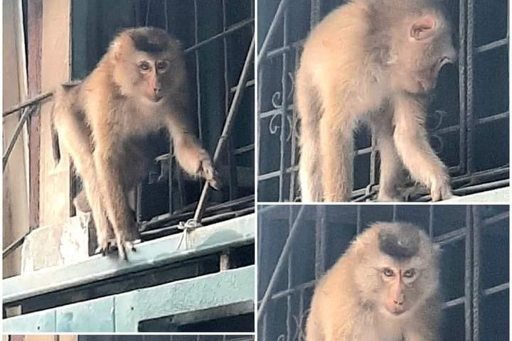 Khỉ hoang gây náo loạn khu dân cư ở Hà Nội