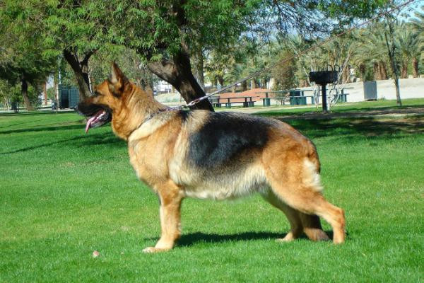 Đồng Nai ghi nhận 2 trường hợp bị chó dại cắn