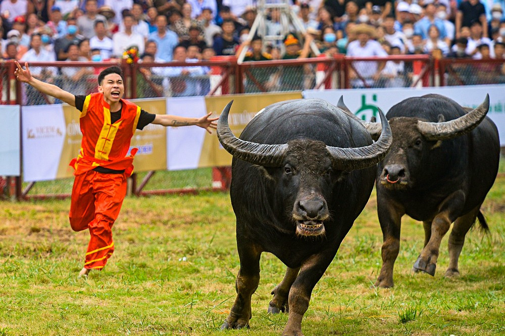 Hội hè, xin đừng giết những chú trâu vô địch