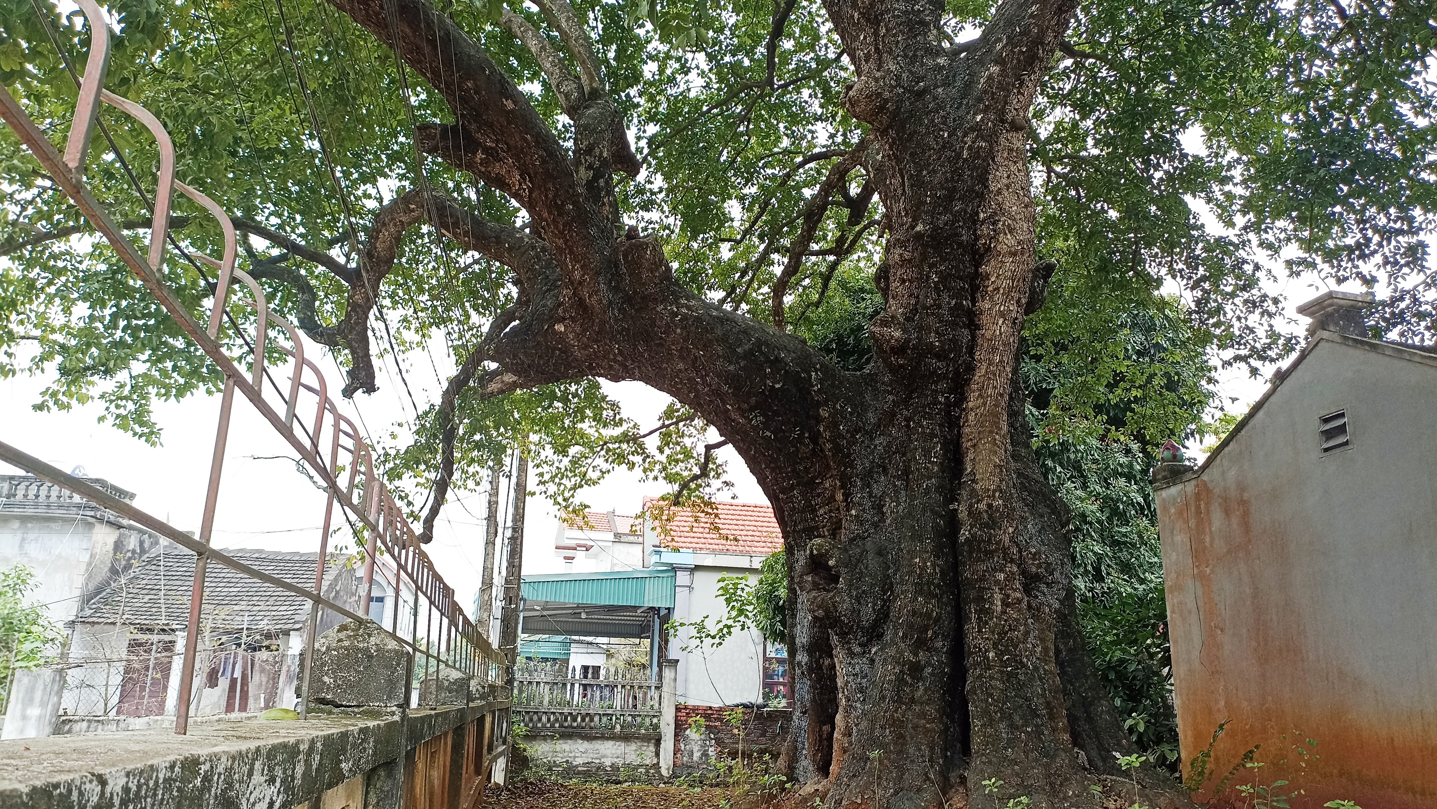 700-year-old gold apple tree protected by Ninh Binh villagers