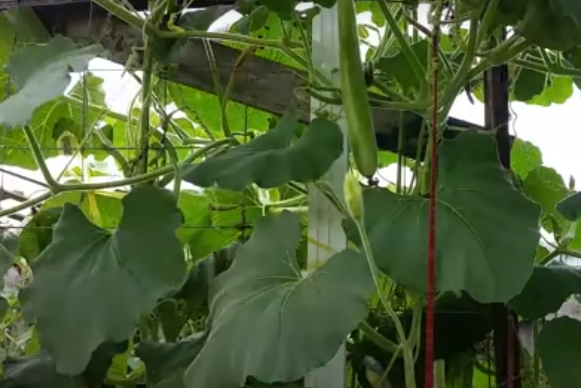 Nhớ mùa bầu trổ quả, bát canh mát lịm trưa hè