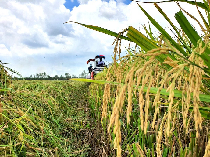 Indonesia's strong demand seen boosting Vietnam’s rice exports