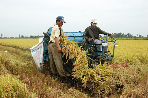 Gạo Việt Nam xuất khẩu, Trung Quốc và Philippines ồ ạt mua