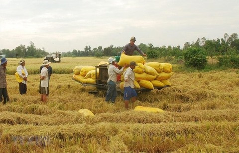 VN central bank calls for prioritising loans for rice industry