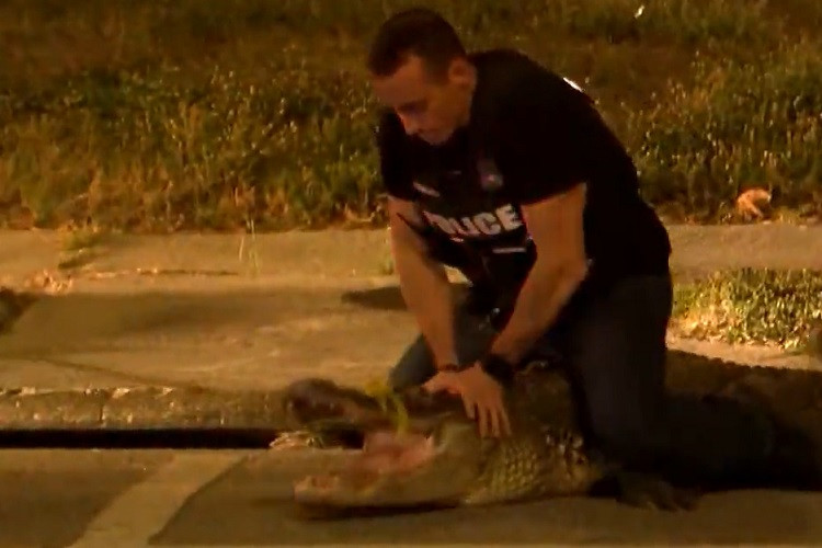 Xem cảnh sát Mỹ khống chế cá sấu nơi công cộng