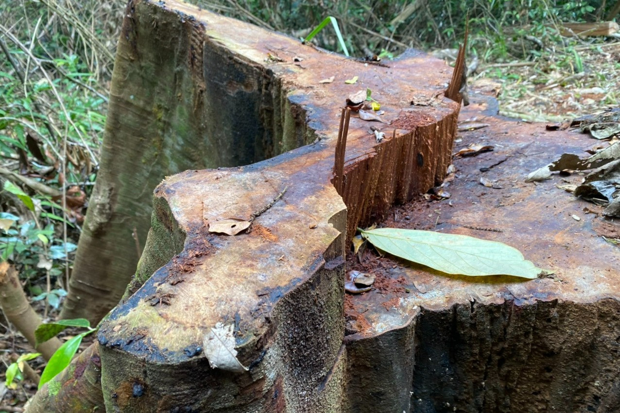 Gia Lai: Lâm tặc tàn phá tan hoang rừng Sơ Pai