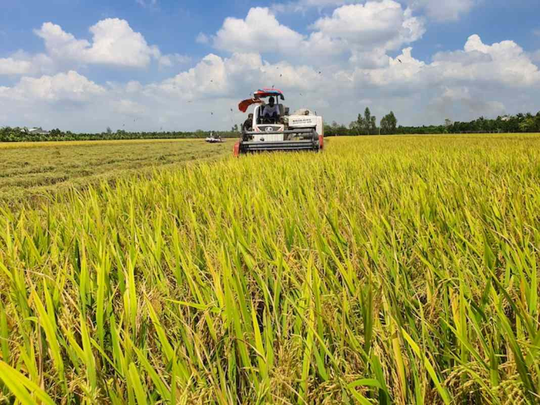 Vietnam to have PPP commodity-based group for rice