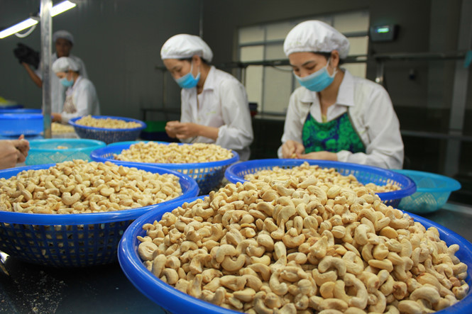 Cashew industry's years of high growth slows down