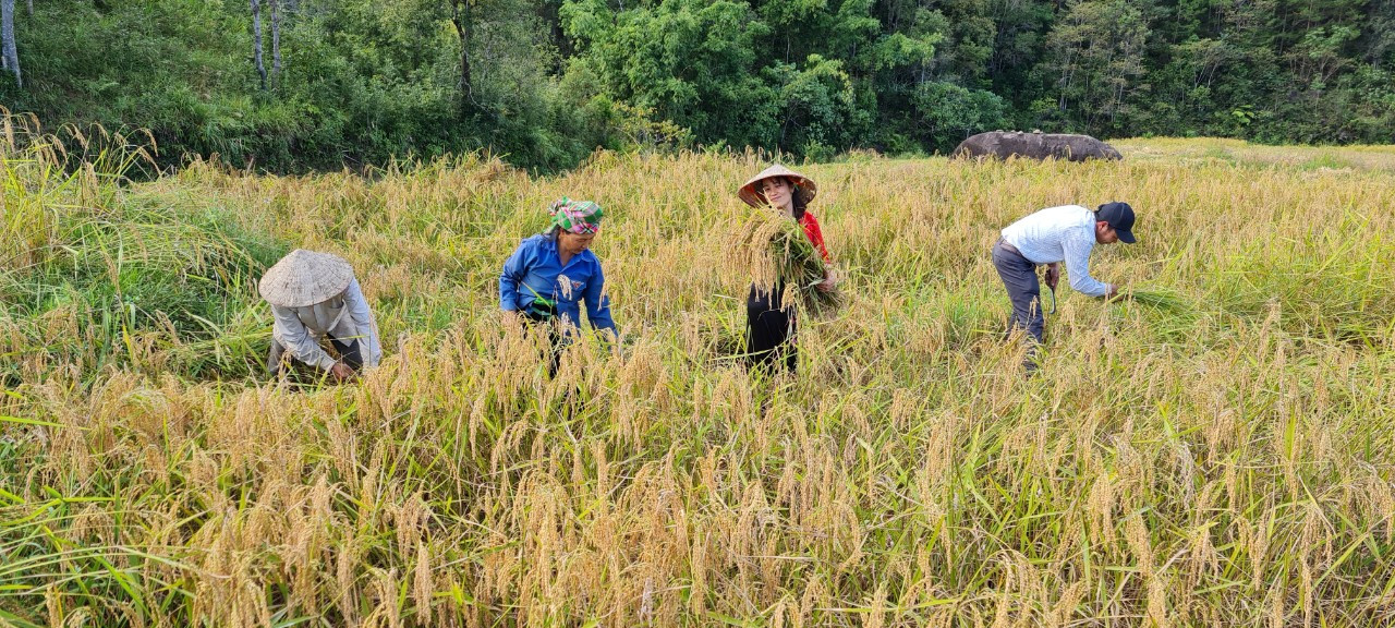 Nâng giá trị cho giống lúa Tan Pỏm của đồng bào Thái