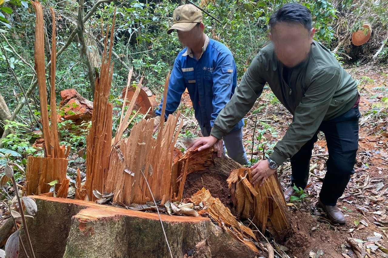 Vụ tàn phá rừng già Sơ Pai: Có thể phải thay cán bộ
