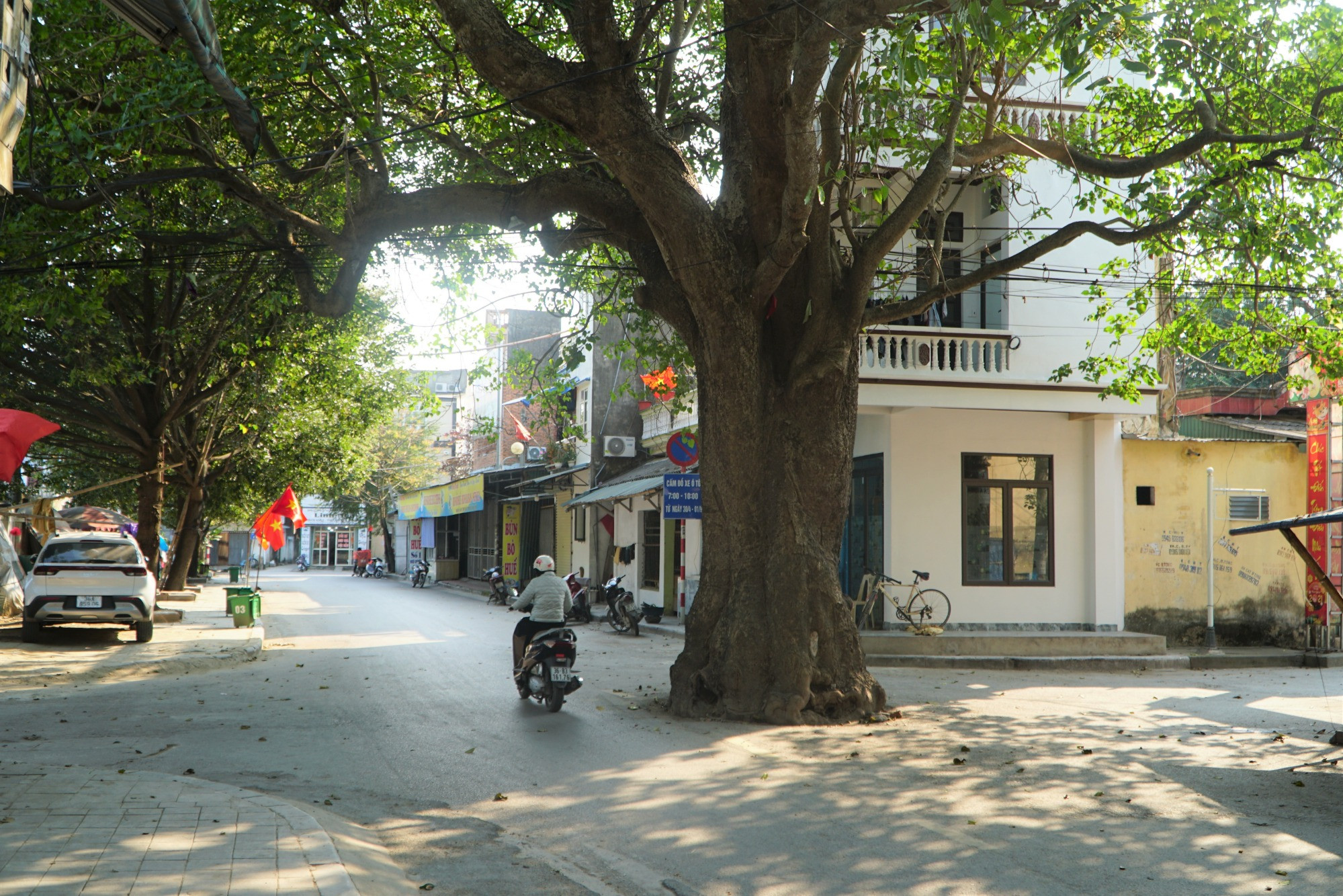 Hai cây cổ thụ ‘án ngữ’ giữa ngã tư đường ở Thanh Hóa, không ai dám chặt