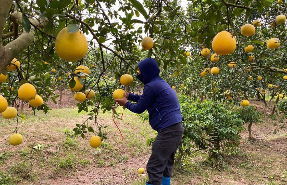 Oranges go unsold, pomelos are dirt cheap as supply exceeds demand