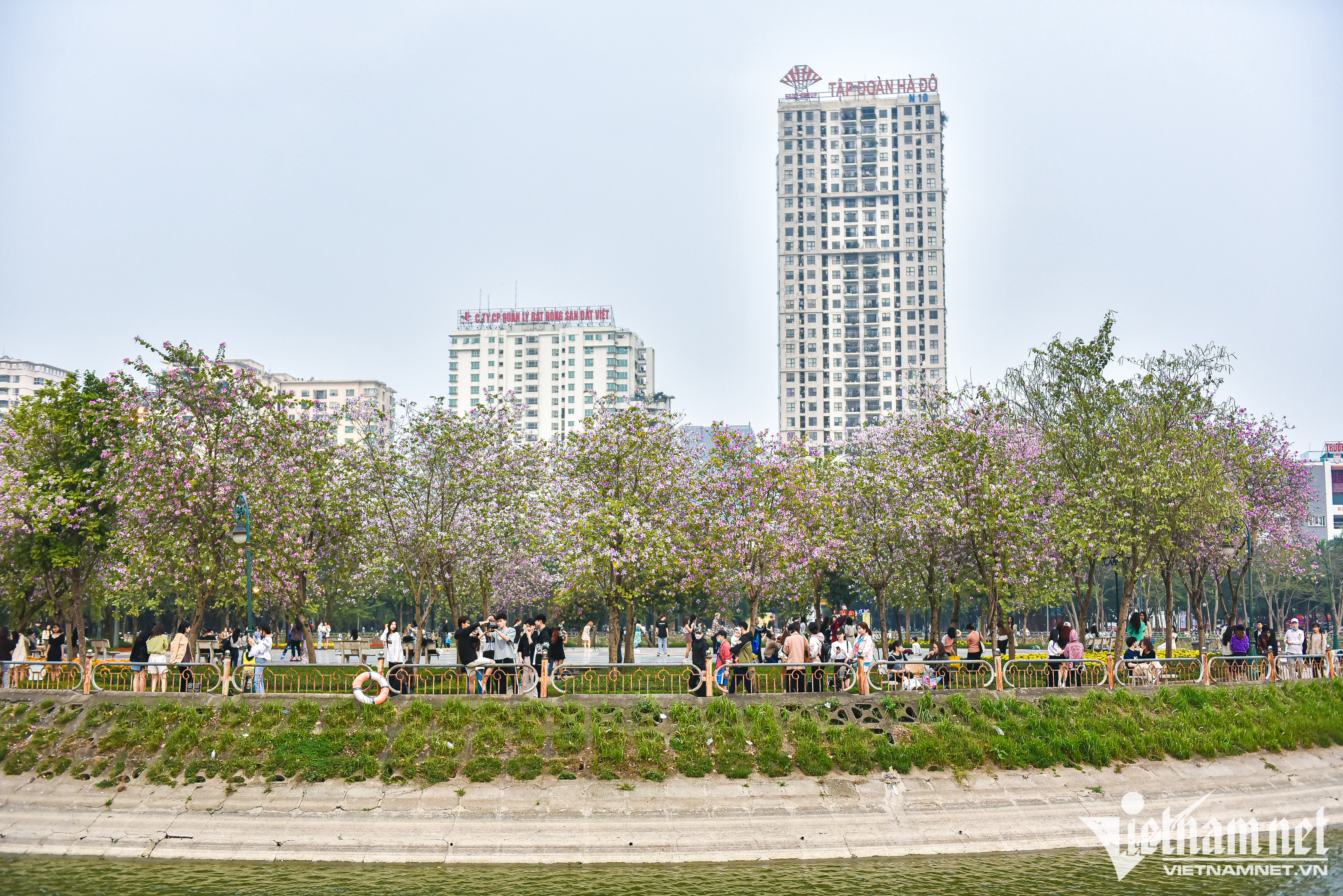 Hoa ban phủ tím góc công viên Hà Nội, cảnh đẹp ngỡ ngàng như ở trời Âu