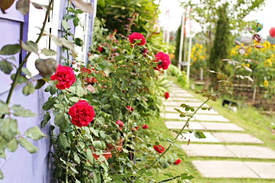 Ngày 8/3, chị nào nói không thích 'hoa đồng tiền' là sĩ hão