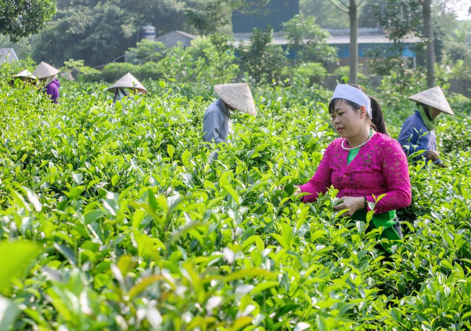 Diện mạo vùng đồng bào dân tộc 7 xã miền núi huyện Ba Vì khởi sắc