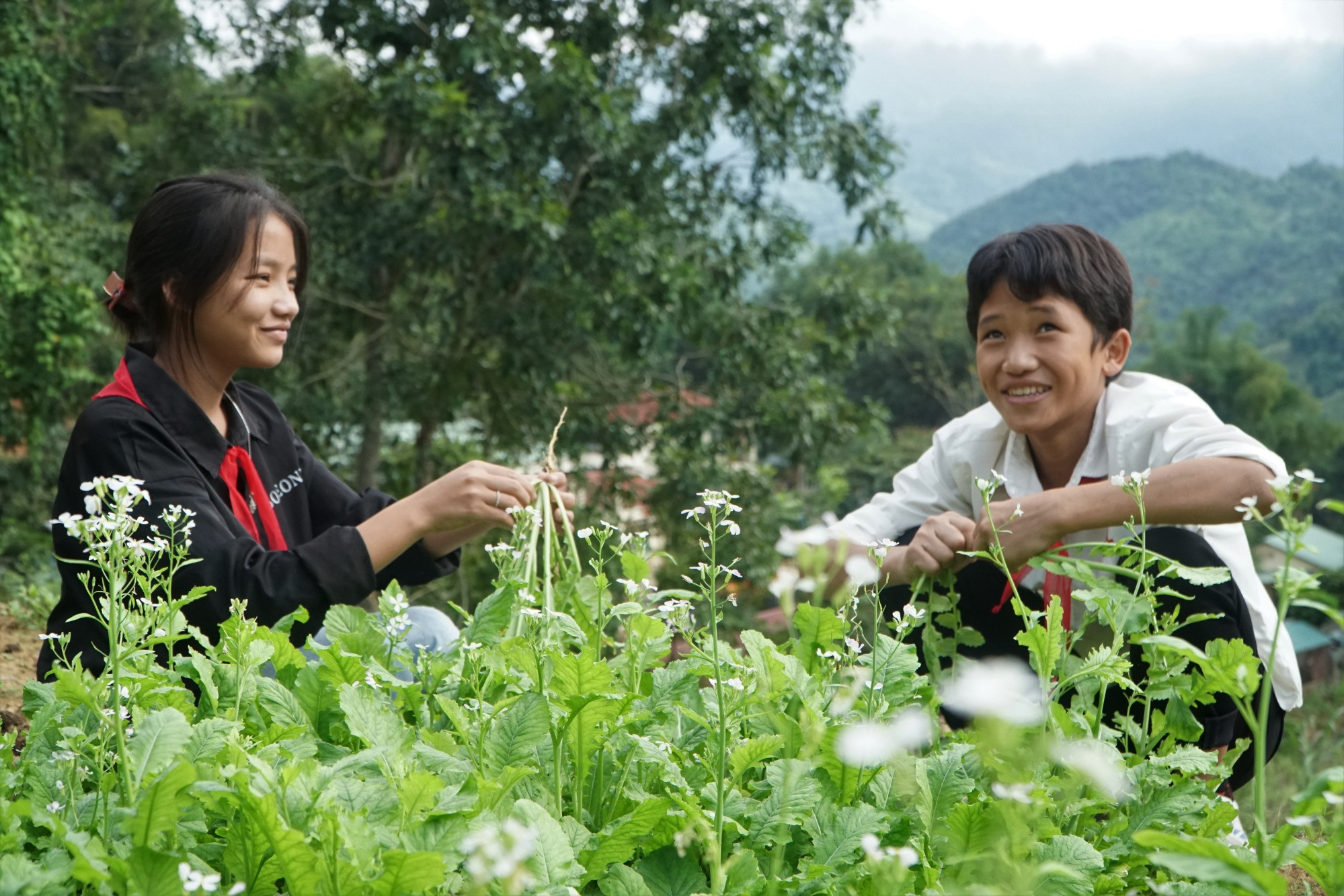 Thanh Hóa: Học sinh trồng rau gây quỹ lớp, phụ huynh không phải nộp tiền