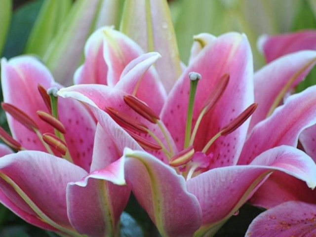 Suýt mất mạng vì dị ứng với phấn hoa ly