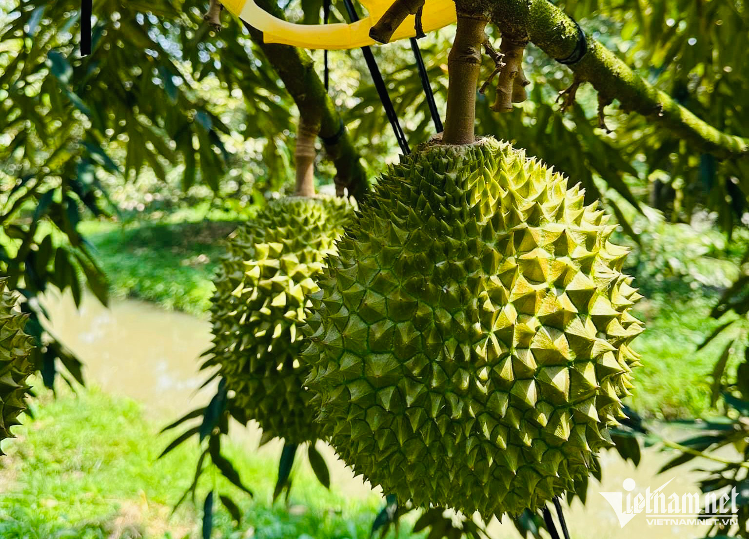 Muốn vượt Thái Lan, sầu riêng Việt Nam phải có thương hiệu mạnh