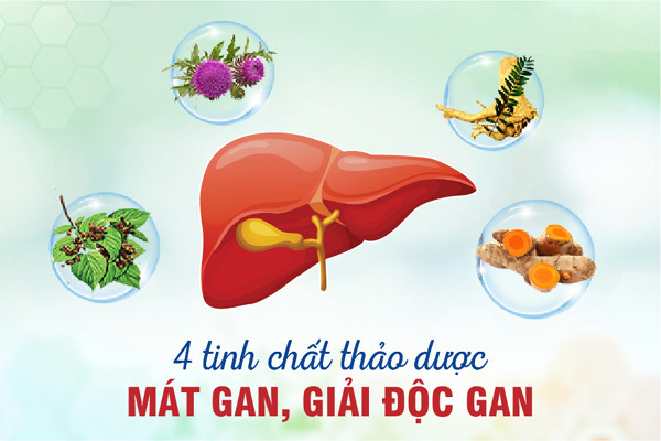 4 tinh chất thảo dược quý giúp giải độc, mát gan