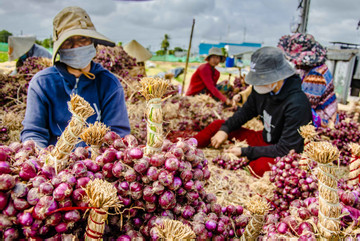 Địa phương nào ở Việt Nam được mệnh danh 'vương quốc hành tím'?