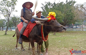 Travelers pose with ‘buffalo photo model’ in Ninh Binh