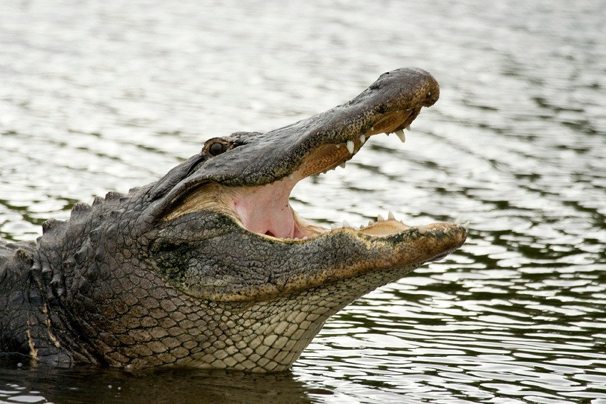 Cảnh sát Mỹ tìm thấy thi thể bé trai trong miệng cá sấu