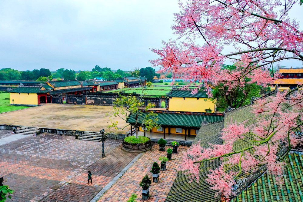 Ngắm hoa ngô đồng nở rực tuyệt đẹp trên những mái ngói cổ ở Kinh thành Huế
