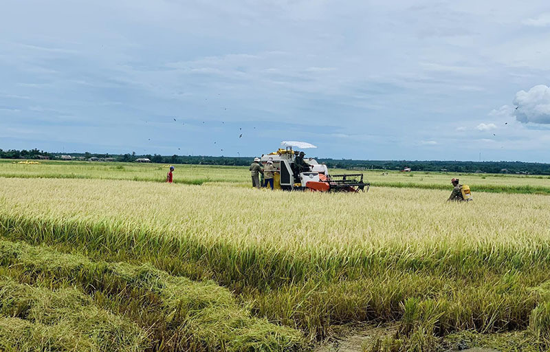 Vietnam sees farming revolution, exports high-quality rice