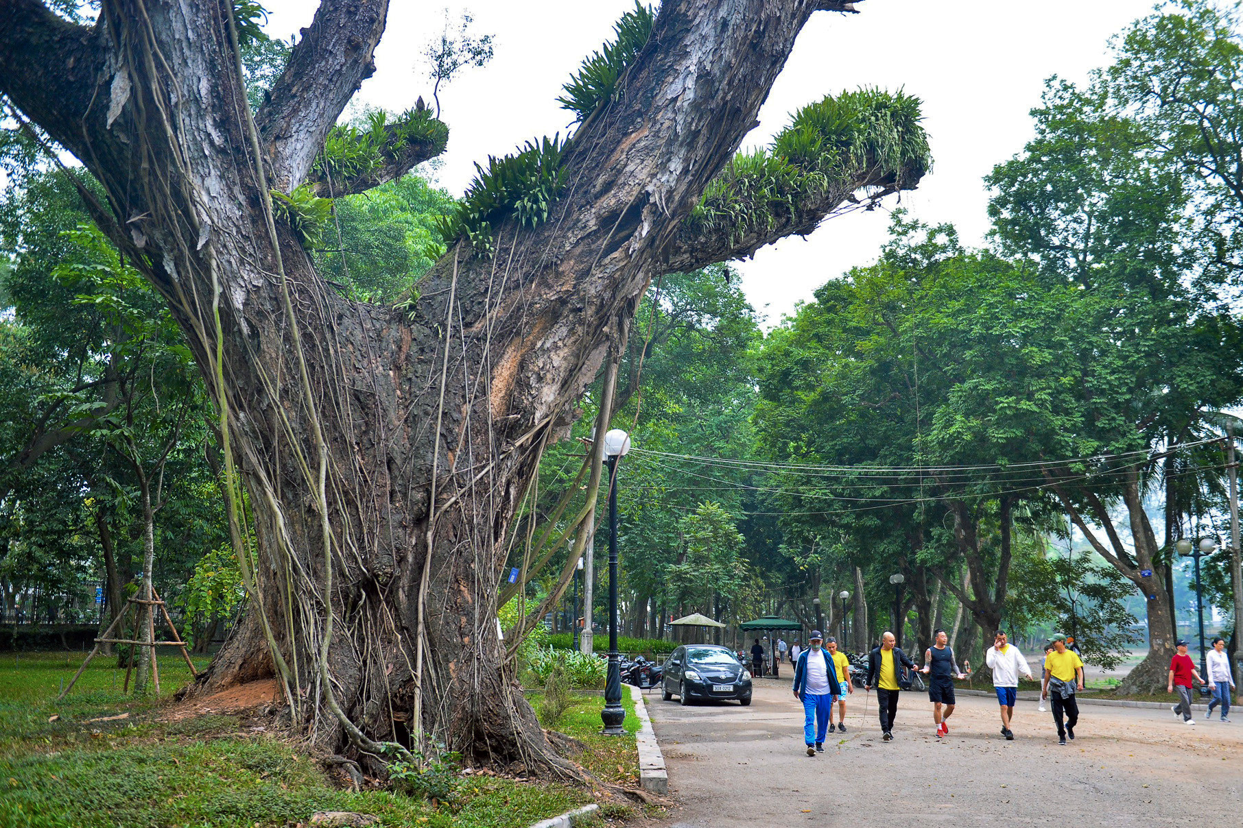 Hàng loạt cây cổ thụ 100 tuổi chết khô ở công viên Bách Thảo