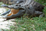 Người đàn ông Australia thoát chết kỳ diệu nhờ chọc tay vào mắt cá sấu